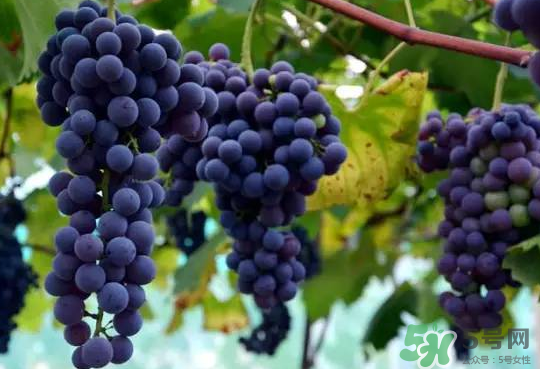 夏黑葡萄為什么掉色？夏黑葡萄怎么會(huì)染色？