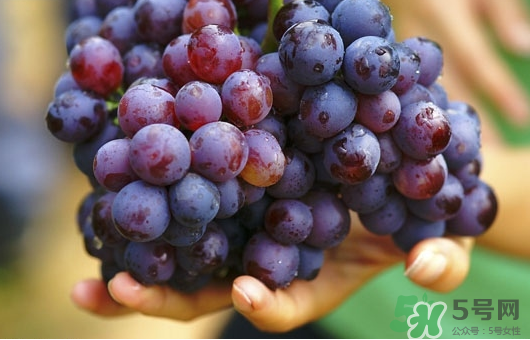 夏黑葡萄可以釀酒嗎？夏黑葡萄怎么自釀酒？