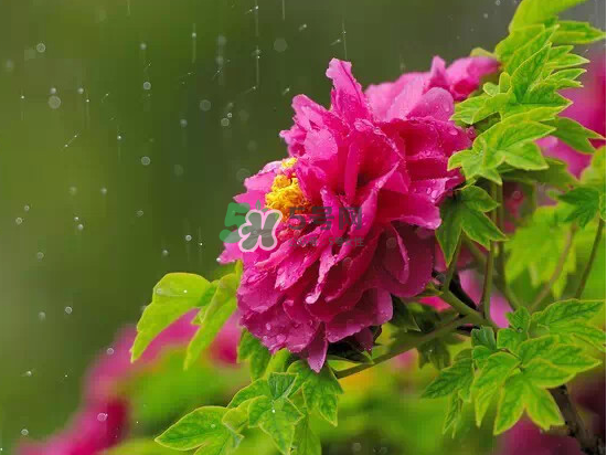 2017大暑會不會下雨？2017大暑下雨好嗎？