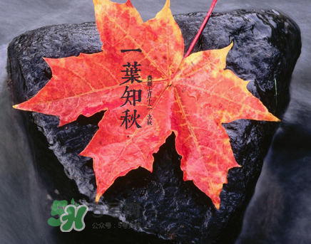 立秋后就是秋天了嗎？立秋后就涼快了嗎？