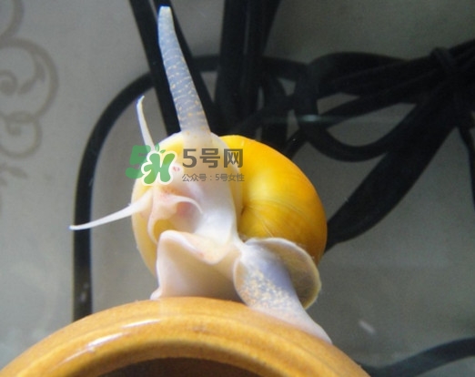 福壽螺是什么樣的？福壽螺和田螺的區(qū)別