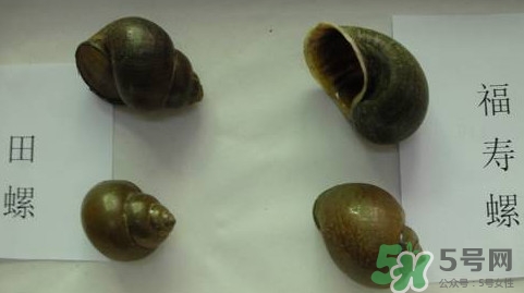福壽螺吃了會怎樣？福壽螺有什么危害？
