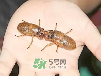 爬叉什么時(shí)候出來(lái)？爬叉怎么保存