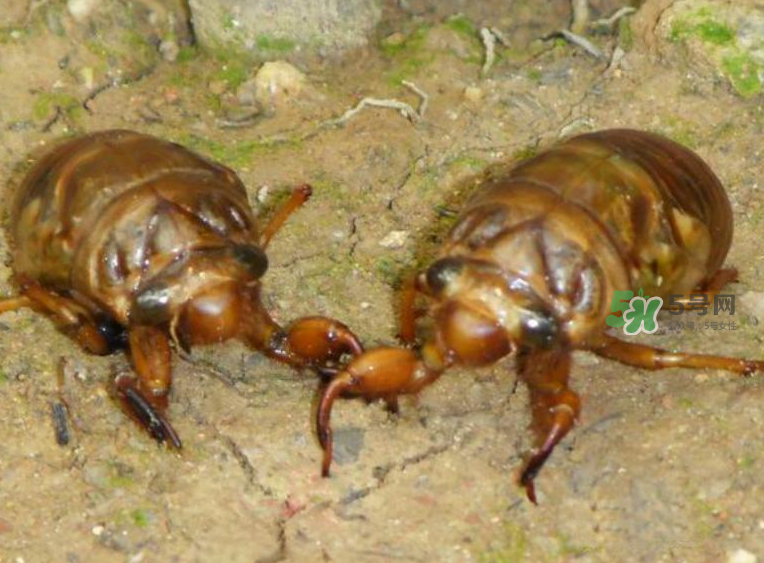 金蟬有什么營養(yǎng)價值？吃金蟬有什么好處？
