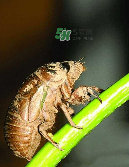 金蟬有寄生蟲嗎？金蟬有毒嗎？