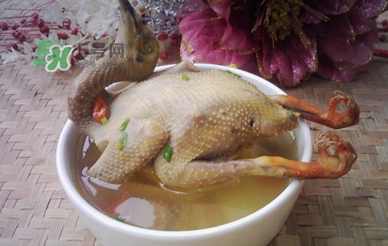 三伏天能吃鴿子嗎？三伏天能喝鴿子湯嗎？