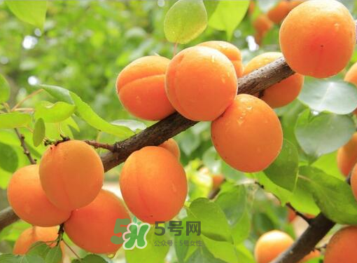 黃桃為什么用鹽水泡？黃桃為什么要用鹽水泡？