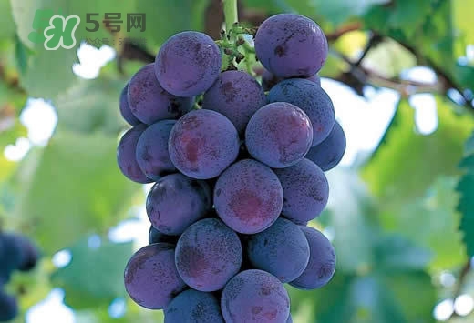 巨峰葡萄是酸性還是堿性？巨峰葡萄是堿性的嗎？