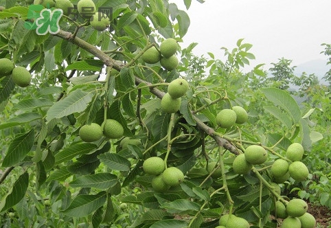 青皮核桃營(yíng)養(yǎng)價(jià)值高嗎？青皮核桃怎么挑選