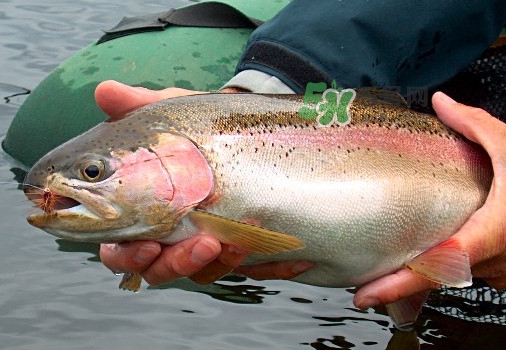 鱒魚可以生吃嗎？鱒魚是海魚還是淡水魚