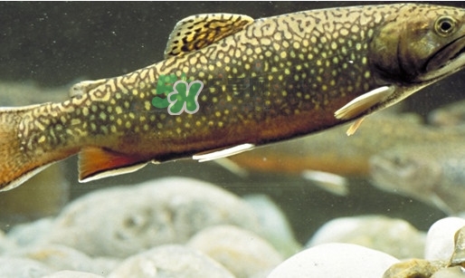 鱒魚怎么讀？鱒魚怎么做好吃