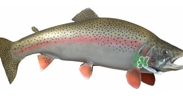 鱒魚是三文魚嗎？鱒魚是什么魚