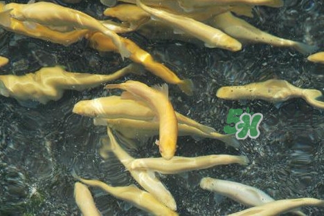 金鱒魚(yú)和三文魚(yú)的區(qū)別 金鱒魚(yú)和虹鱒魚(yú)的區(qū)別