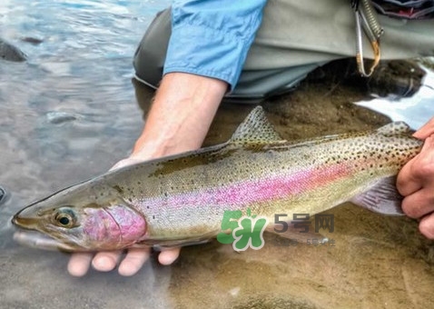 鱒魚可以生吃嗎？鱒魚是海魚還是淡水魚