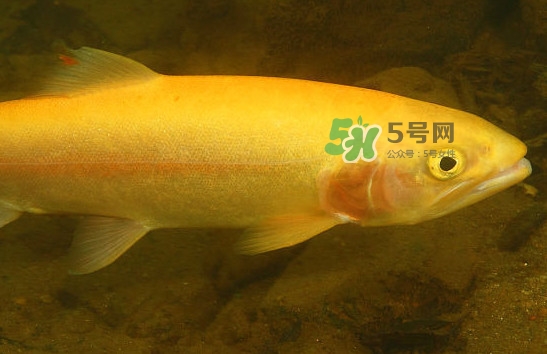 金鱒魚(yú)和三文魚(yú)的區(qū)別 金鱒魚(yú)和虹鱒魚(yú)的區(qū)別