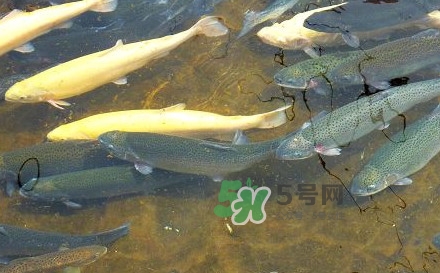 金鱒魚(yú)和三文魚(yú)的區(qū)別 金鱒魚(yú)和虹鱒魚(yú)的區(qū)別