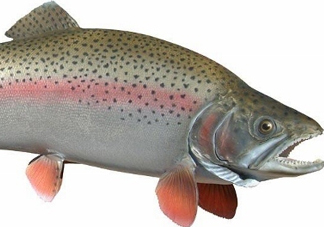 鱒魚是三文魚嗎？鱒魚是什么魚