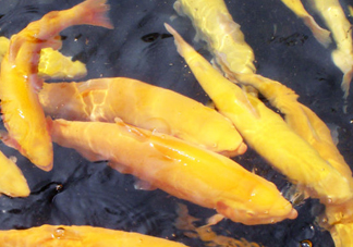 金鱒魚多少錢一斤？金鱒魚刺多嗎