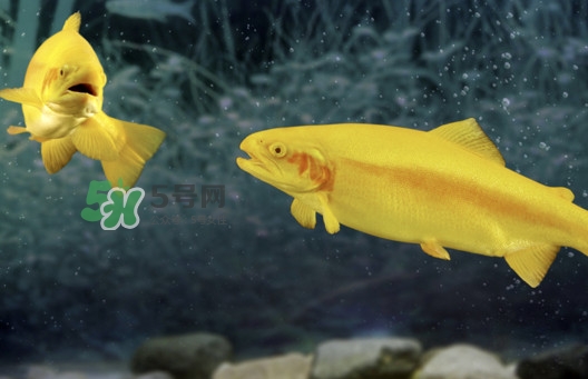 金鱒魚好吃嗎？金鱒魚怎樣做好吃