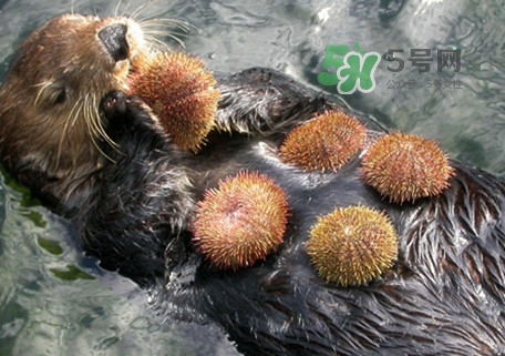 海膽是什么東西？海膽是動(dòng)物還是植物？