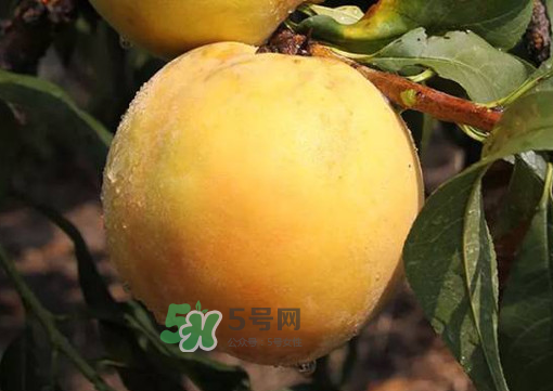 錦繡黃桃多少錢一斤？錦繡黃桃好吃嗎？
