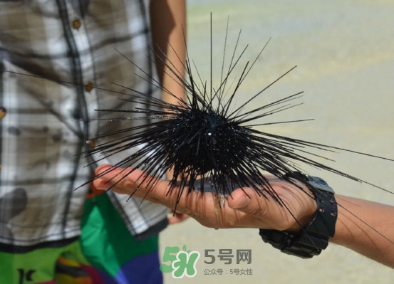 海膽是發(fā)物嗎？海膽是寒性的嗎