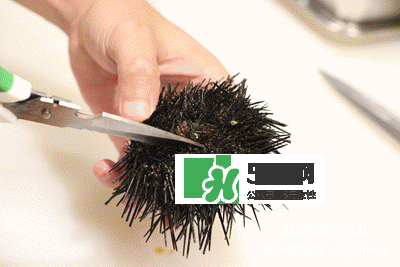 海膽怎么處理？海膽可以生吃嗎？