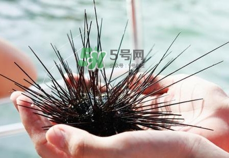 海膽有毒嗎？海膽有寄生蟲嗎