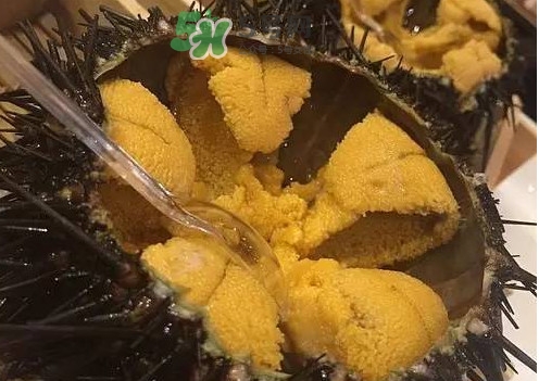 冷凍海膽黃化了能吃嗎？海膽吃多了會怎樣