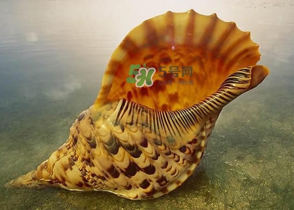 為什么海螺殼里面會(huì)有聲音？海螺和韭菜能不能一起吃