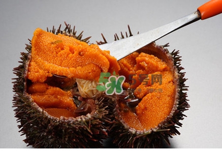 冷凍海膽黃化了能吃嗎？海膽吃多了會怎樣