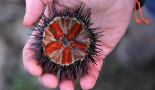 活海膽怎么殺？海膽怎么開(kāi)殼？