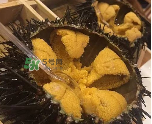 海膽貴嗎？海膽多少錢一斤？