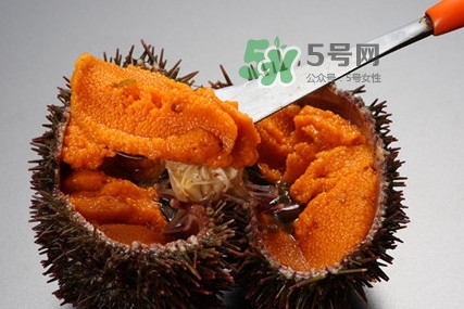 海膽怎么處理？海膽可以生吃嗎？