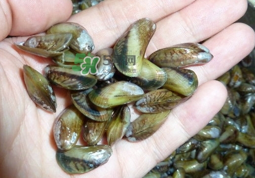 薄殼什么季節(jié)有？薄殼孕婦可以吃嗎？