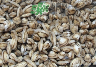 海瓜子怎么養(yǎng)？如何挑選海瓜子
