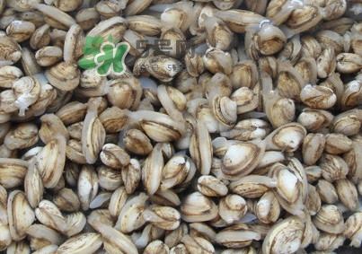 海瓜子煮多久能熟？海瓜子為什么放在水里殼不張開