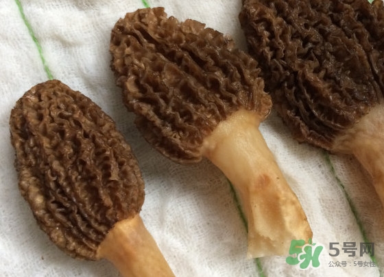 羊肚菌什么時(shí)候采摘？羊肚菌什么季節(jié)有