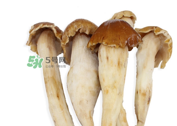 雞樅菌有毒嗎？雞樅菌不能和什么一起吃？