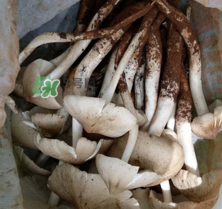 雞樅菌什么時(shí)候有？雞樅菌生長(zhǎng)在什么地方