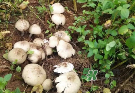 雞樅菌可以人工種植嗎？怎么人工種植雞樅菌