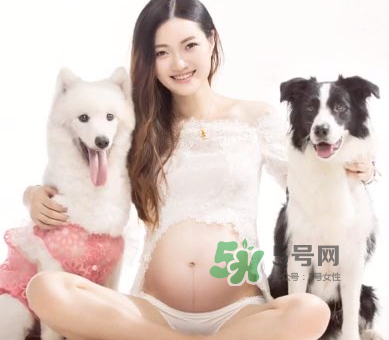 狗對孕婦的危害有哪些？狗對孕婦有影響嗎？
