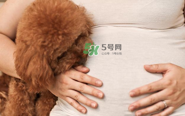 狗對孕婦的危害有哪些？狗對孕婦有影響嗎？