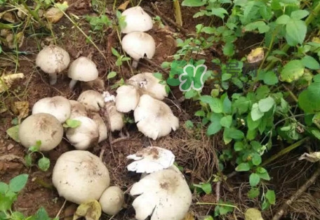 雞樅菌為什么那么貴？雞樅菌為什么離不開白螞蟻