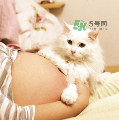 孕婦被貓抓了怎么辦？孕婦被貓抓傷了對(duì)寶寶有什么影響？