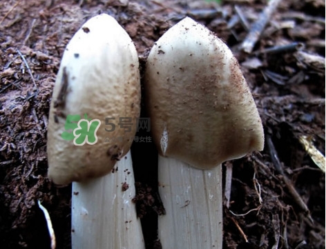 雞樅菌怎么保存？雞樅菌可以放冰箱嗎？