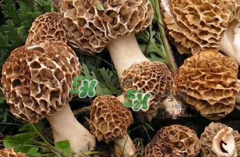 羊肚菌最大產(chǎn)地是哪兒？羊肚菌怎么泡發(fā)