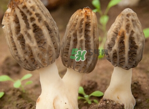 生了蟲的羊肚菌能吃嗎？羊肚菌長蟲子怎么辦？