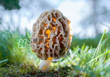 羊肚菌怎么清洗？羊肚菌怎么保存