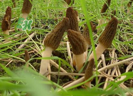 如何識(shí)別羊肚菌真假？買羊肚菌怎么挑選